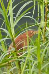 Ixobrychus cinnamomeus