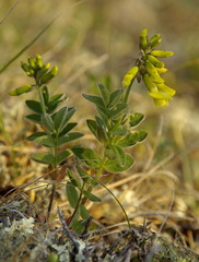 Astragalus umbellatus