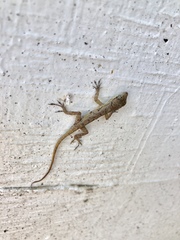 Anolis sabanus