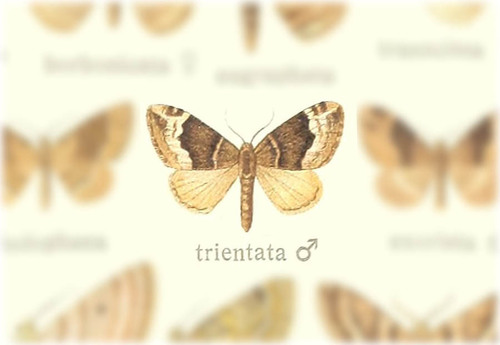 Xanthorhoe trientata