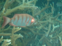 Priacanthidae