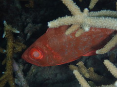 Priacanthidae