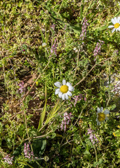 Fumaria kralikii