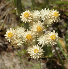 Helichrysum appendiculatum