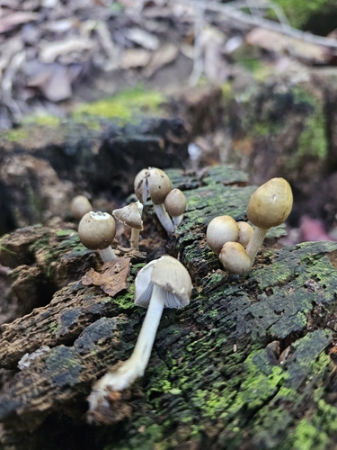 Mycena inclinata