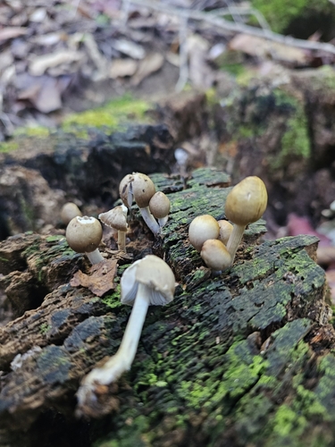 Mycena inclinata (Photo 2 of 4)