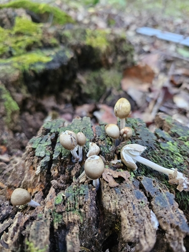 Mycena inclinata (Photo 3 of 4)