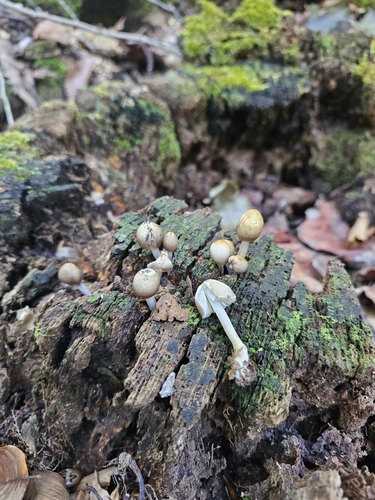 Mycena inclinata (Photo 4 of 4)