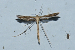 Bipunctiphorus