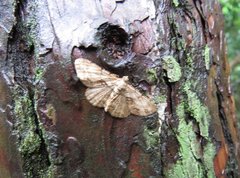 Psilalcis galsworthyi