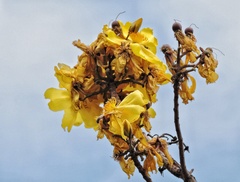 Cochlospermum religiosum