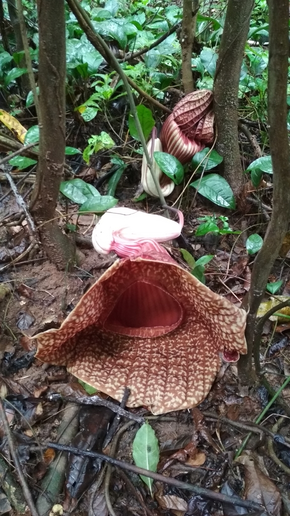 Aristolochia goldieana
