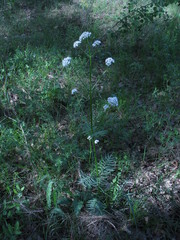 Valeriana dubia