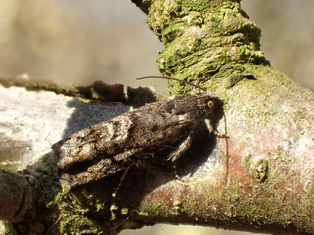 Early Oak Piercer