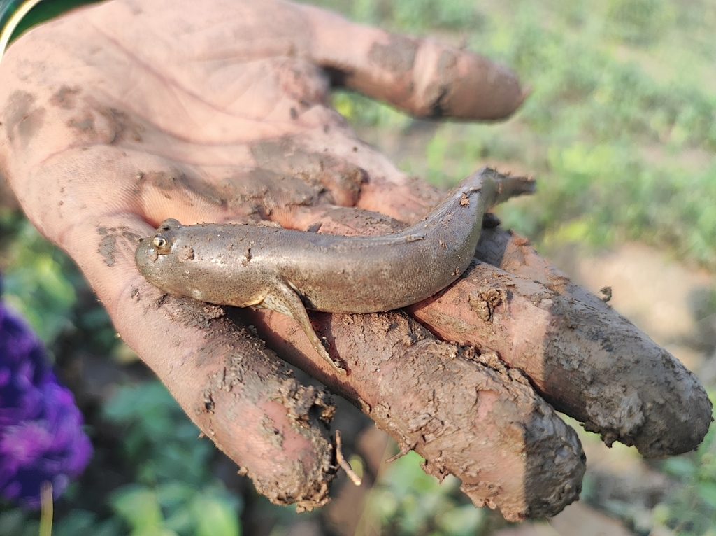 Mud Skipper