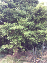 Podocarpus totara