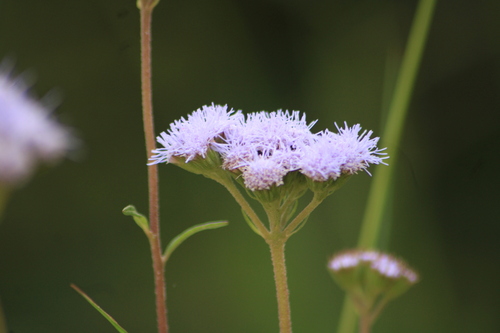 Image of Flat-Top Whiteweed (Ageratum corymbosum) by (c) Ricardo Betancourt Sánchez, some rights reserved (CC BY)