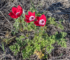 Anemone coronaria