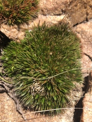 Psammotropha myriantha