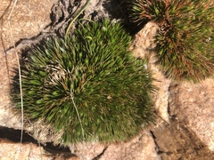 Psammotropha myriantha