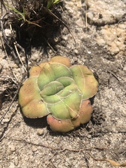 Crassula compacta