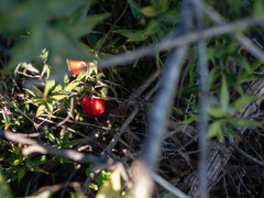 Ruscus aculeatus