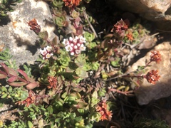Crassula setulosa setulosa