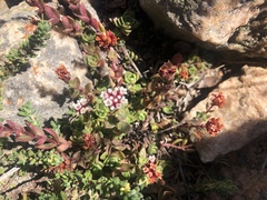 Crassula setulosa setulosa