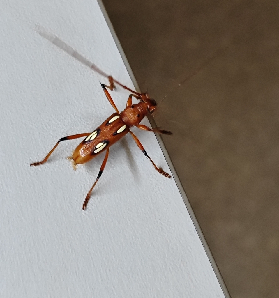 Eburodacrys notula