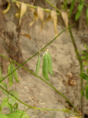 Vicia biennis