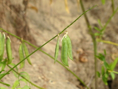 Vicia biennis