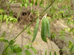 Vicia biennis