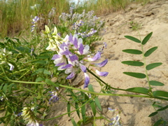 Vicia biennis