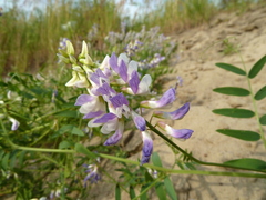 Vicia biennis