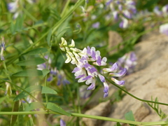Vicia biennis
