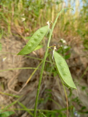 Vicia biennis