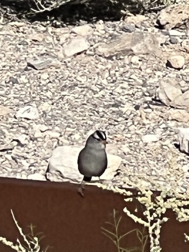 White-crowned Sparrow photographed in Nevada