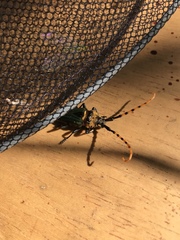 Retrachydes thoracicus