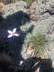Dianthus basuticus basuticus