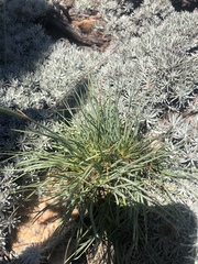 Dianthus basuticus basuticus
