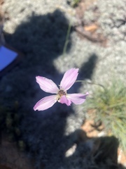 Dianthus basuticus basuticus