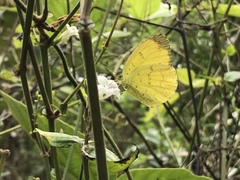 Eurema blanda arsakia