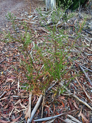 Olearia tubuliflora
