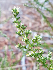 Olearia tubuliflora