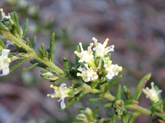 Olearia tubuliflora