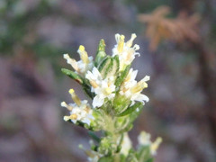 Olearia tubuliflora