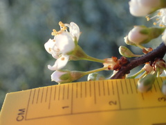 Prunus rivularis