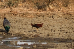 Gallus lafayettii