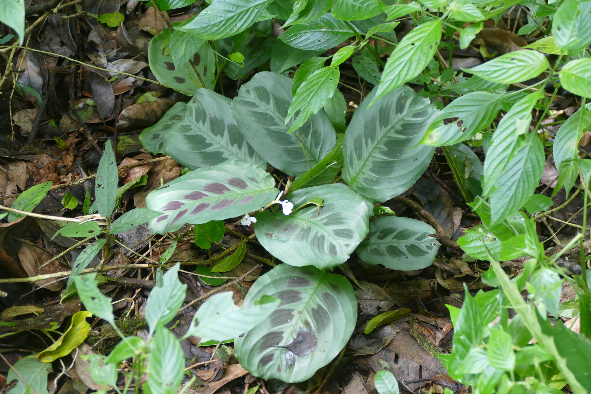 Imagem de Maranta