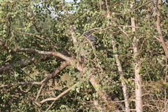 Phaenicophaeus viridirostris